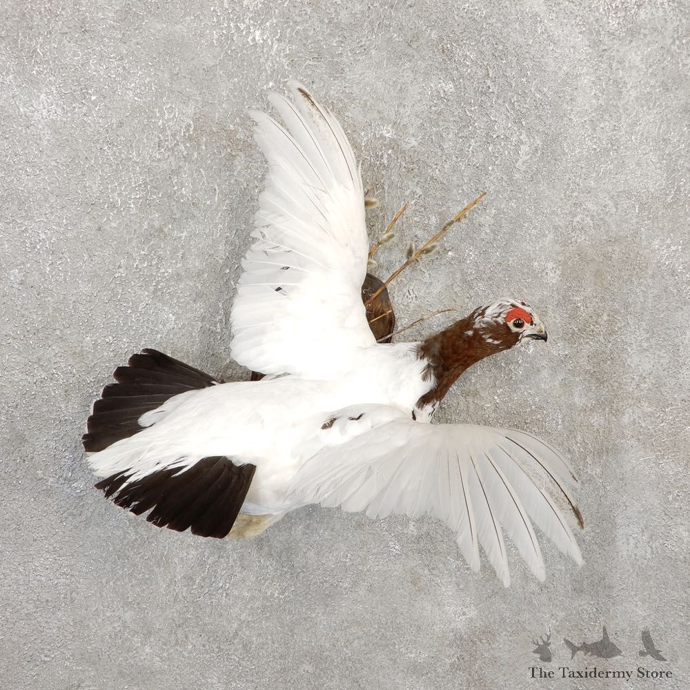 Rock Ptarmigan Bird Mount For Sale #20281 @ The Taxidermy Store
