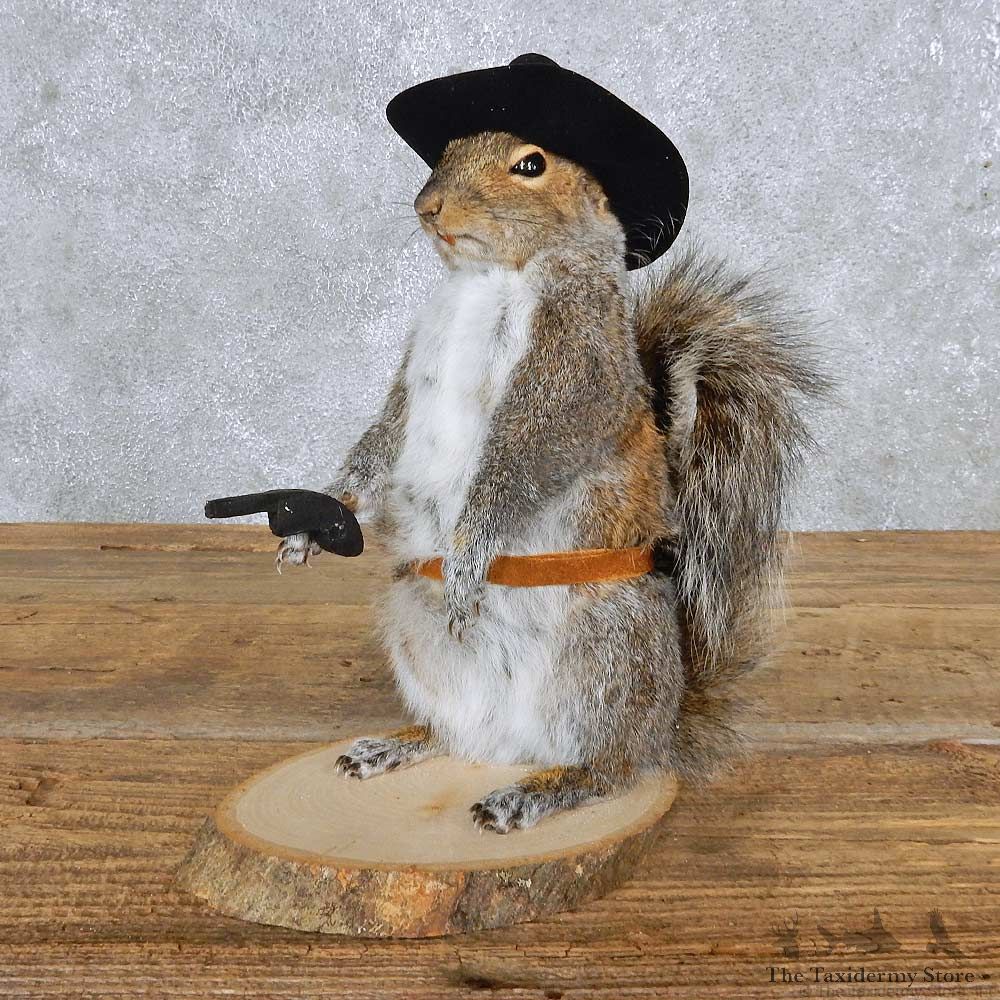 Cowboy Grey Squirrel Mount For Sale #14874 @ The Taxidermy Store