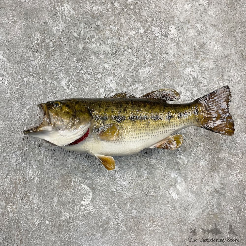 Largemouth Bass Fish Mount For Sale #26138 @ The Taxidermy Store