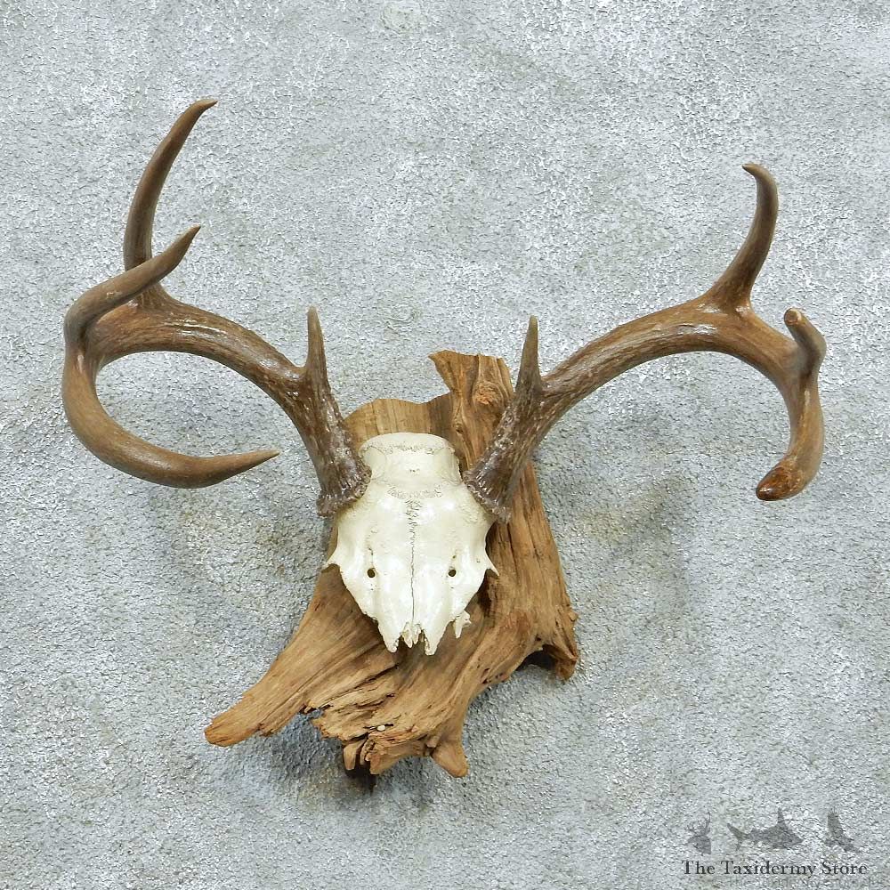 Whitetail Deer Skull Cap & Antlers Taxidermy Mount #13263 For Sale @ The Taxidermy Store