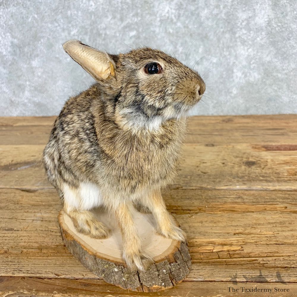 Life-size Cottontail Rabbit Taxidermy Mount For Sale #21671 @ The Taxidermy Store