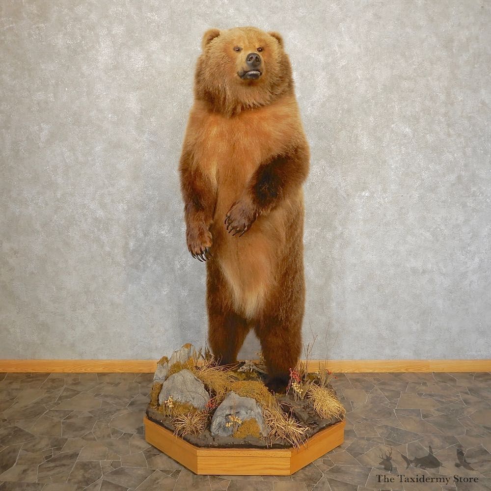 Interior Alaskan Grizzly Bear Mount For Sale #21385 @ The Taxidermy Store