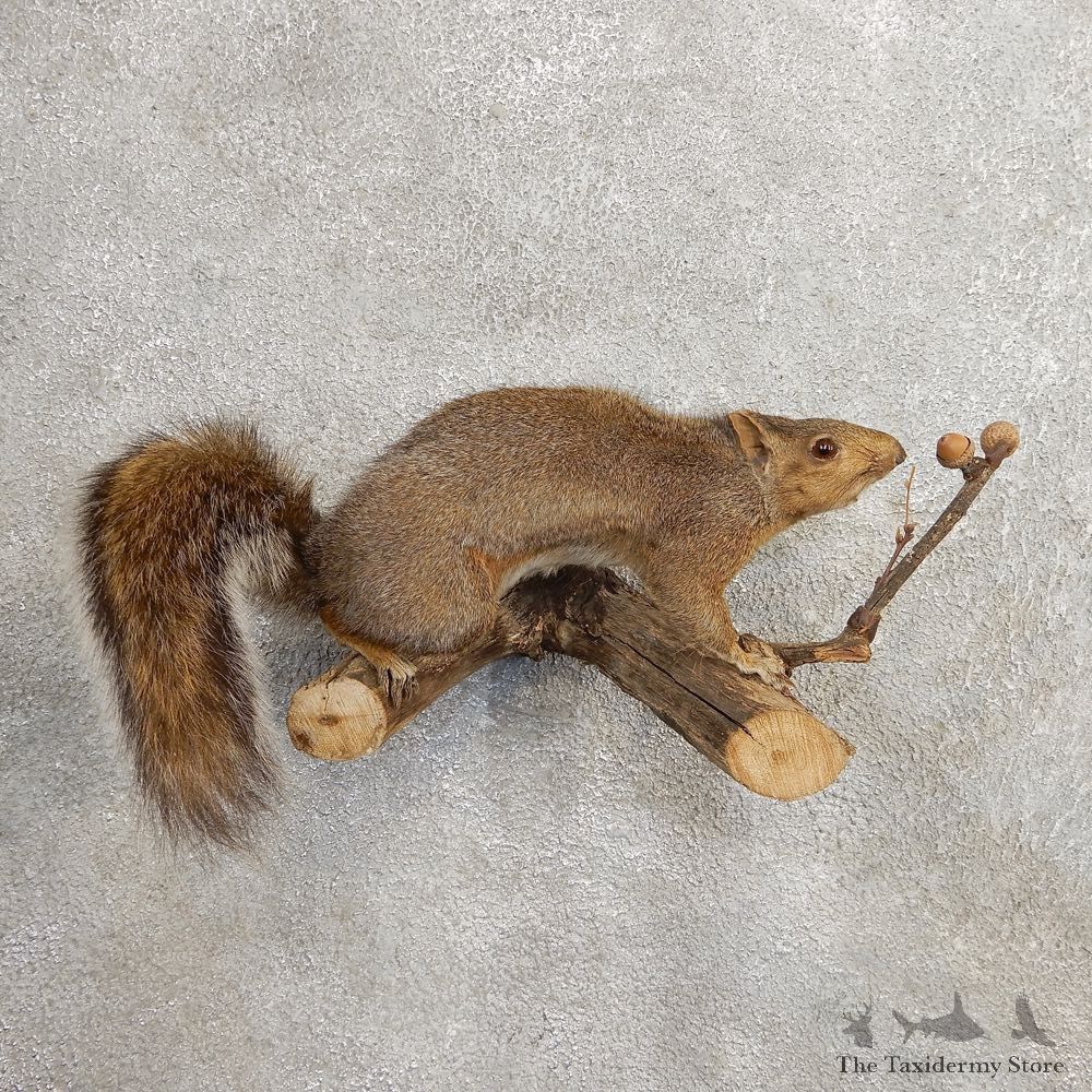 Grey Squirrel Life-Size Mount For Sale #21025 @ The Taxidermy Store