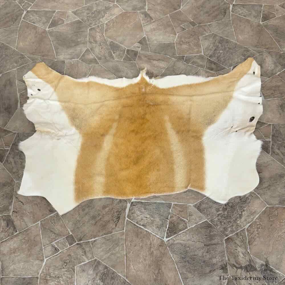 Springbok Hide Throw For Sale #31042 @ The Taxidermy Store