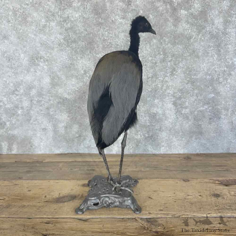 Grey-Winged Trumpeter Bird Mount For Sale #30700 @ The Taxidermy Store