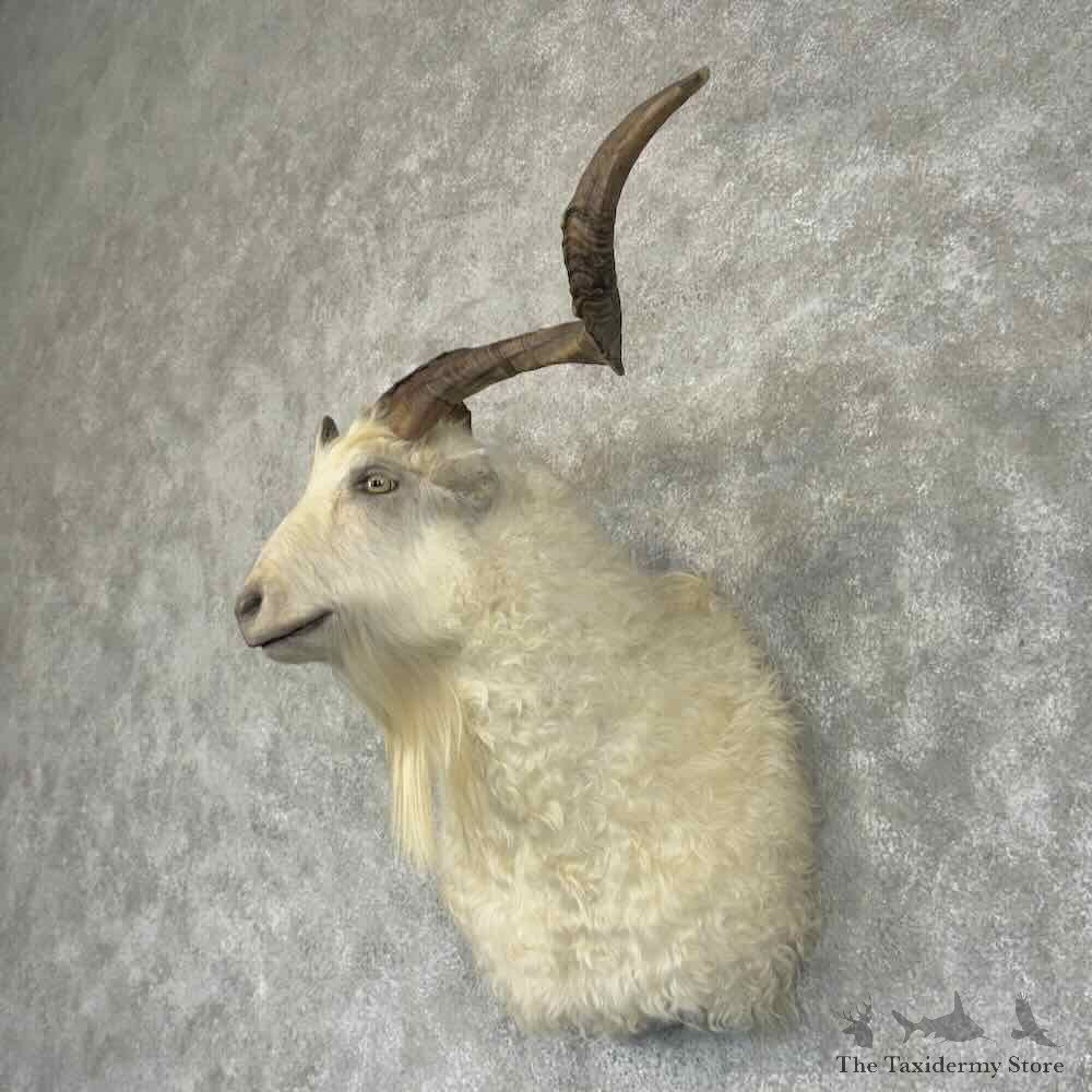 Feral Goat Shoulder Mount For Sale #30938 @ The Taxidermy Store