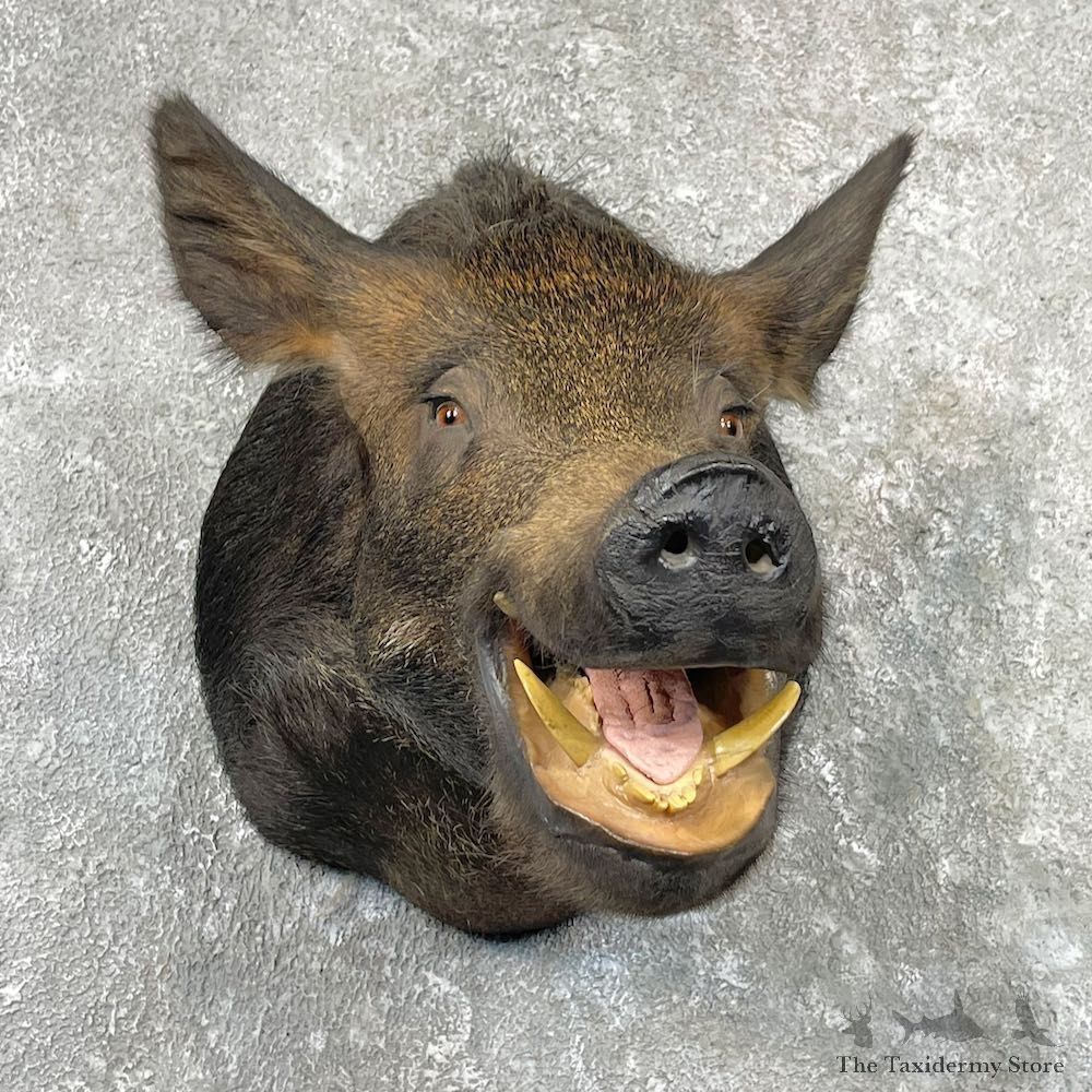 Wild Boar Shoulder Mount For Sale #27091 @ The Taxidermy Store