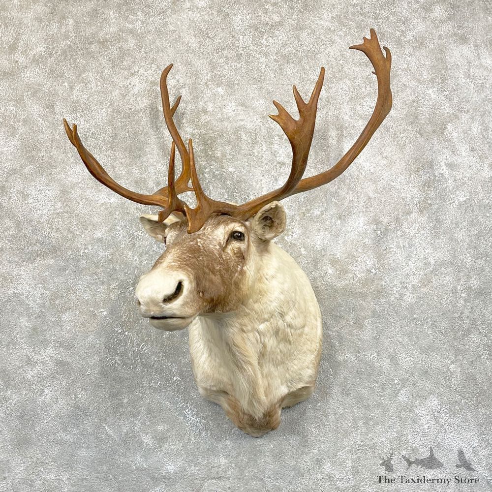 Barren Ground Caribou Shoulder Mount For Sale #24943 @ The Taxidermy Store