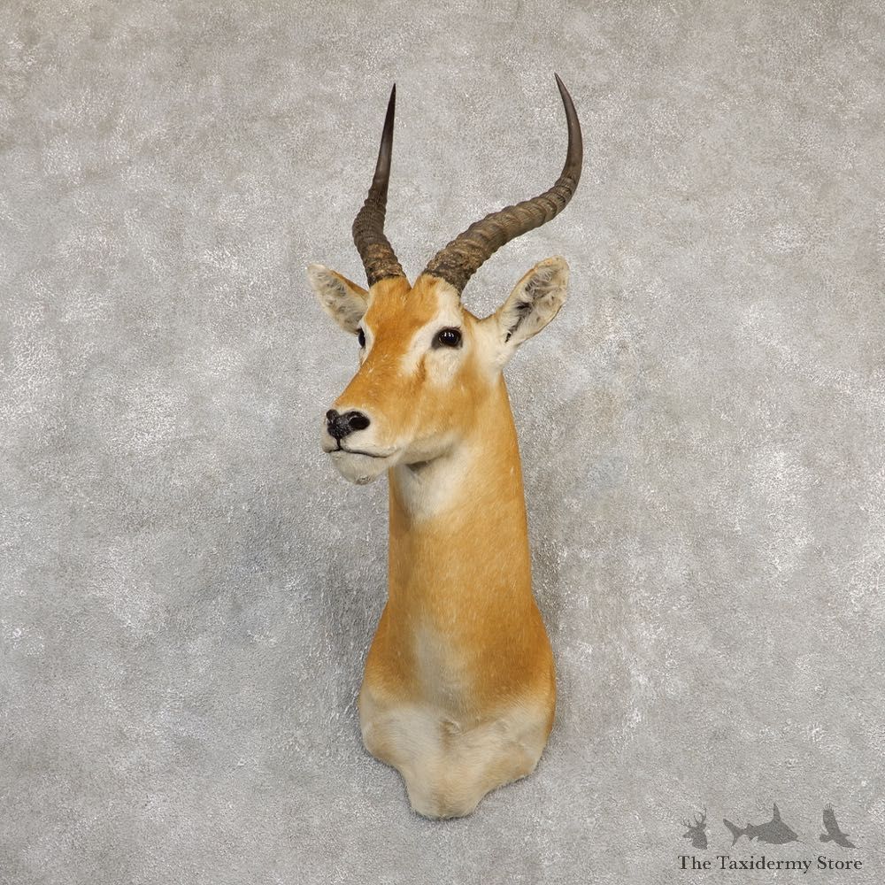 Central African Kob Taxidermy Shoulder Mount For Sale #20291 @ The Taxidermy Store