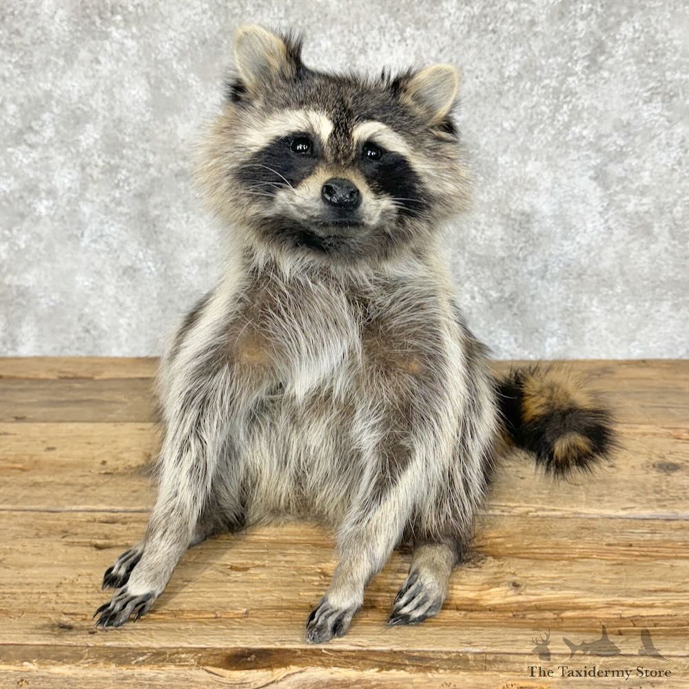 Raccoon Life-Size Mount For Sale #29098 @ The Taxidermy Store