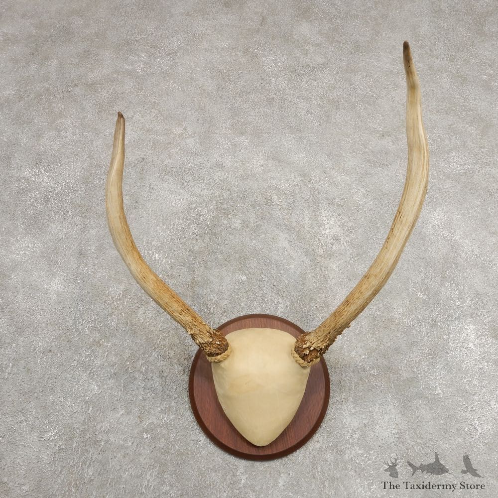 Rocky Mountain Elk Plaque Mount For Sale #20998 @ The Taxidermy Store