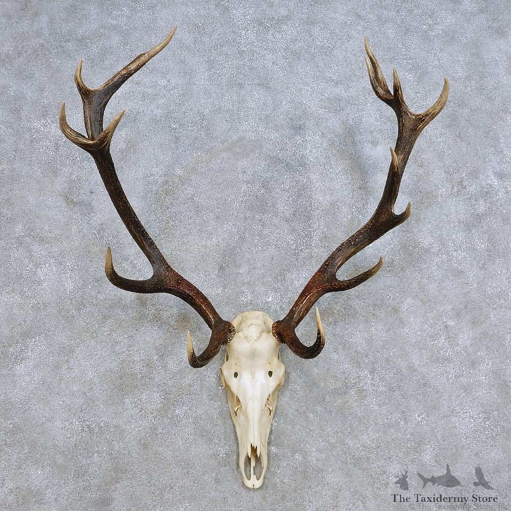 European Red Deer Skull Antler Mount For Sale #14424 @ The Taxidermy Store