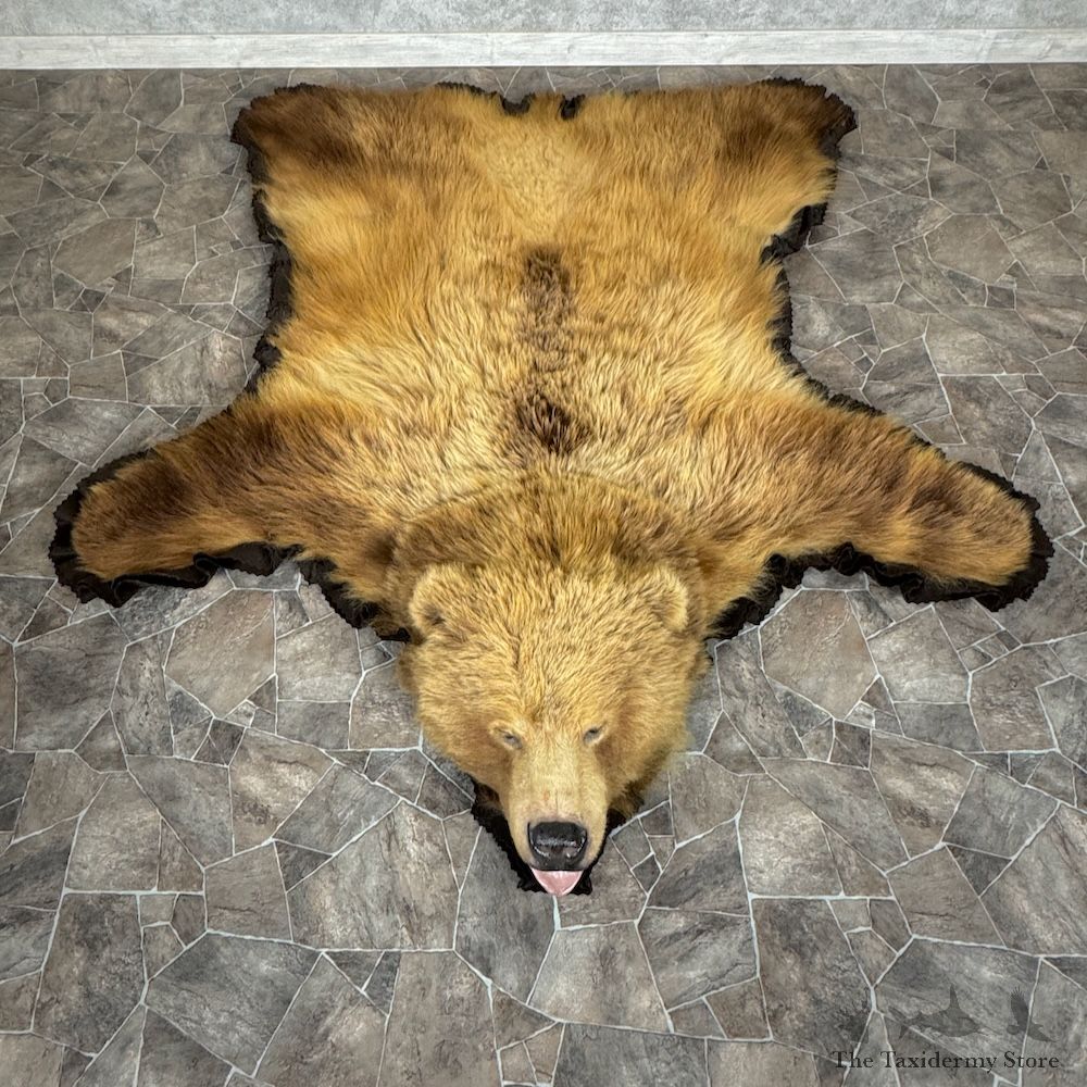Grizzly Bear Full Size Rug Mount For Sale #29314 @ The Taxidermy Store