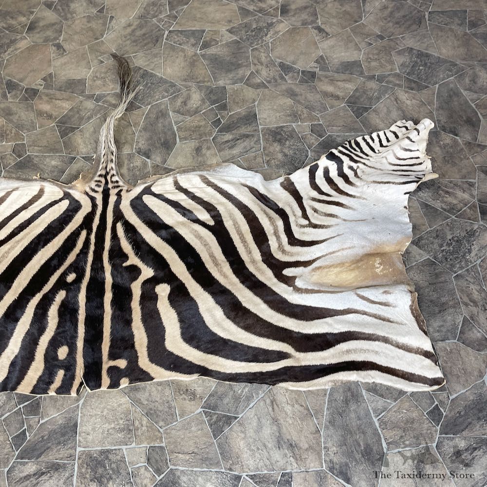 African Zebra Back Hide For Sale #25365 @ The Taxidermy Store