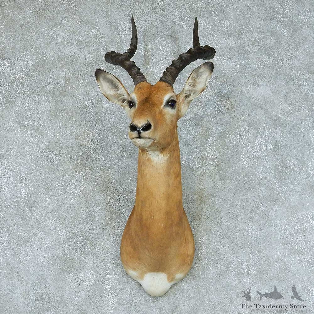 African Impala Taxidermy Shoulder Mount #13415 For Sale @ The Taxidermy Store