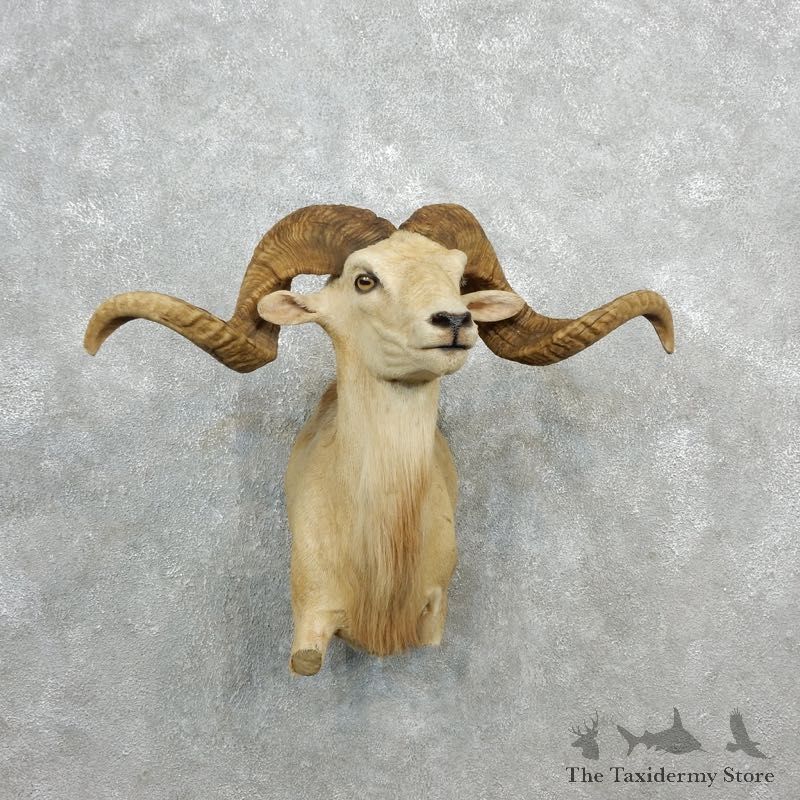 Corsican Ram Half Life-Size Mount For Sale #18098 @ The Taxidermy Store