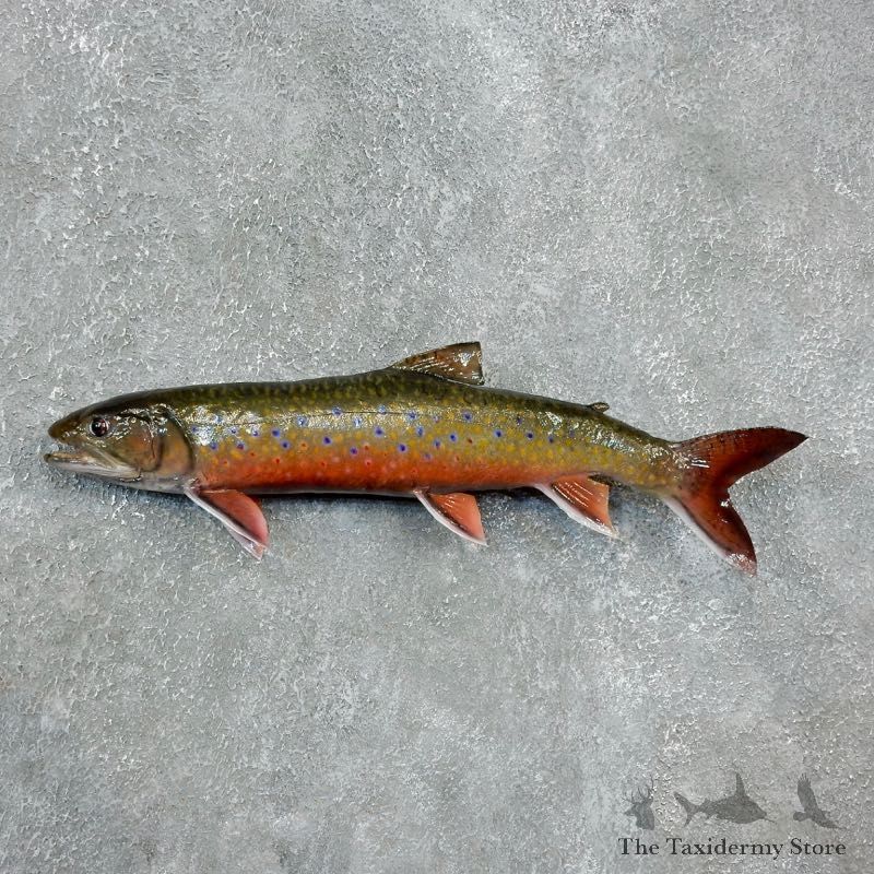 Brook Trout Fish Mount For Sale #17954 @ The Taxidermy Store