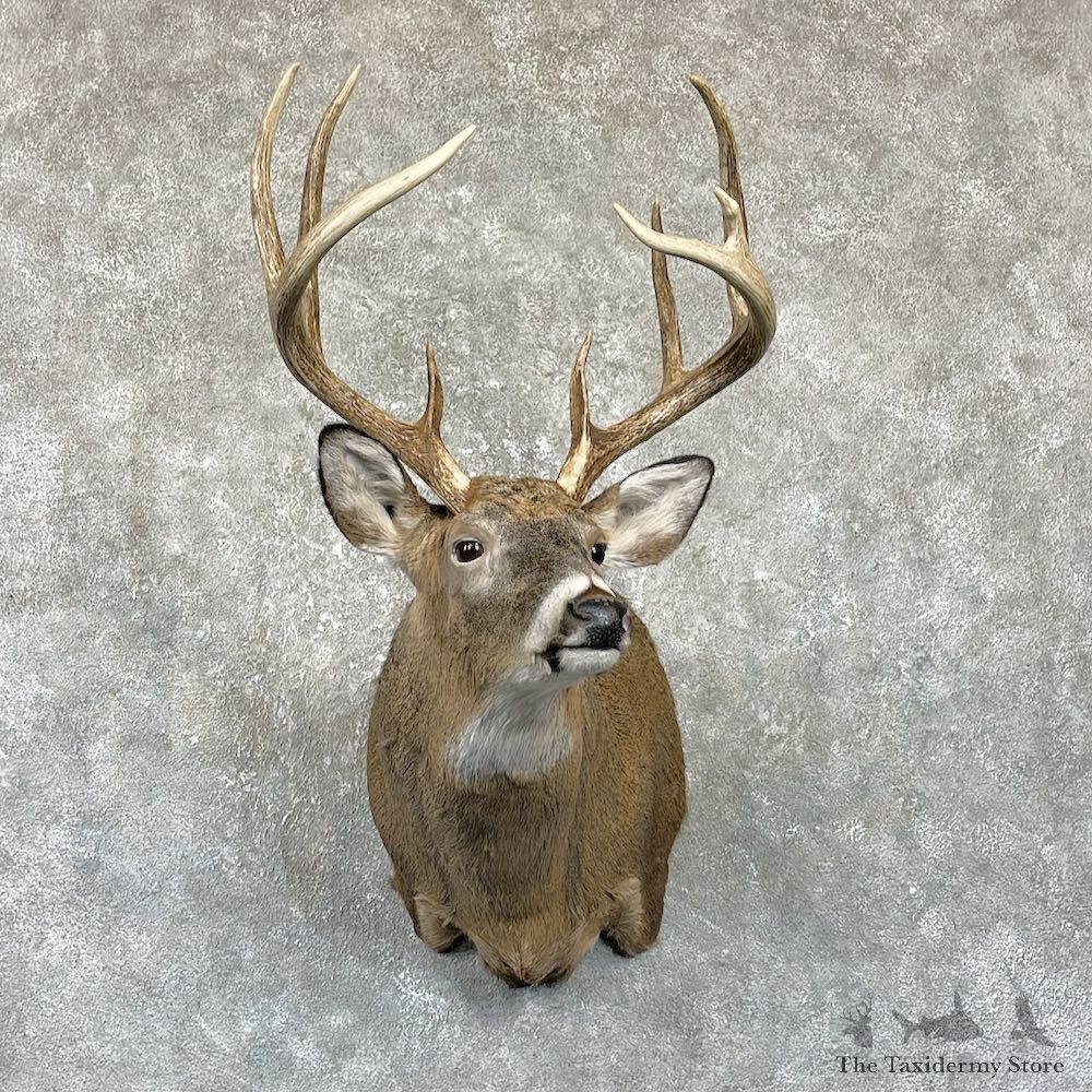 Whitetail Deer Shoulder Mount #26314 For Sale - The Taxidermy Store