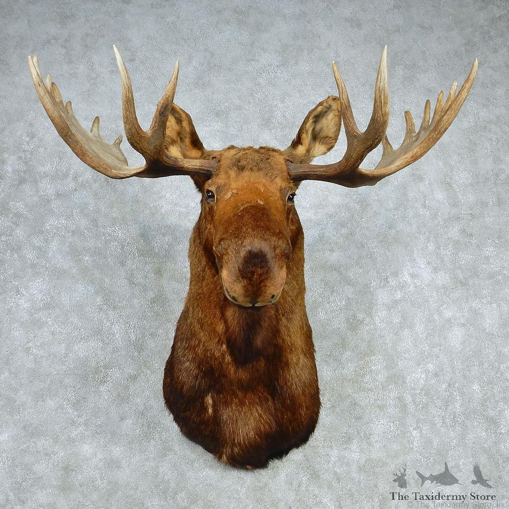 Alaskan Moose Shoulder Taxidermy Head Mount #12784 For Sale @ The Taxidermy Store