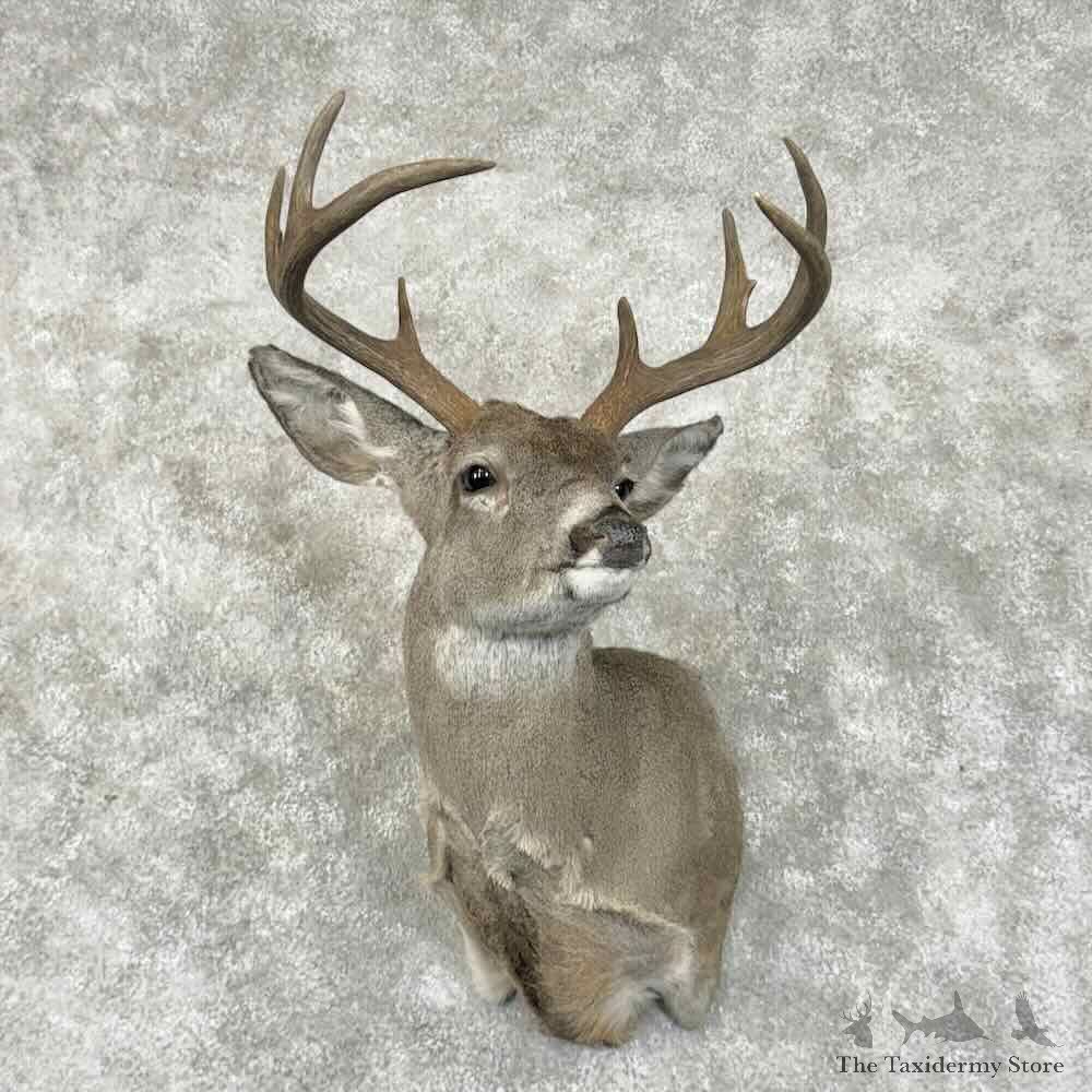 Coues Deer Shoulder Mount For Sale #31007 @ The Taxidermy Store