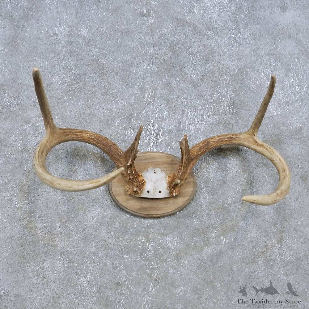 Whitetail Deer Antler Plaque Mount For Sale #14773 @ The Taxidermy Store