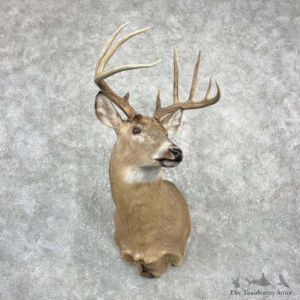 Whitetail Deer Shoulder Mount For Sale #25993 @ The Taxidermy Store