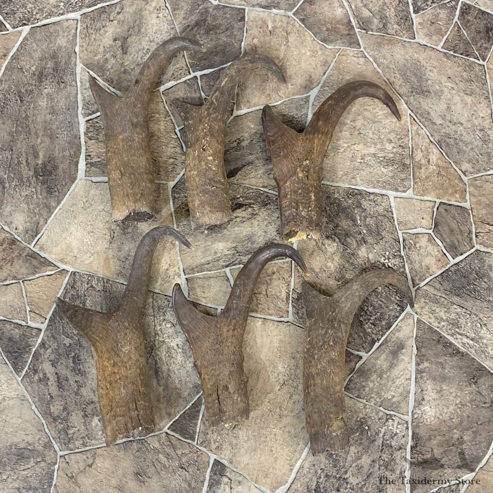 Pronghorn Antelope Horn Craft Pack For Sale #22014 @ The Taxidermy Store