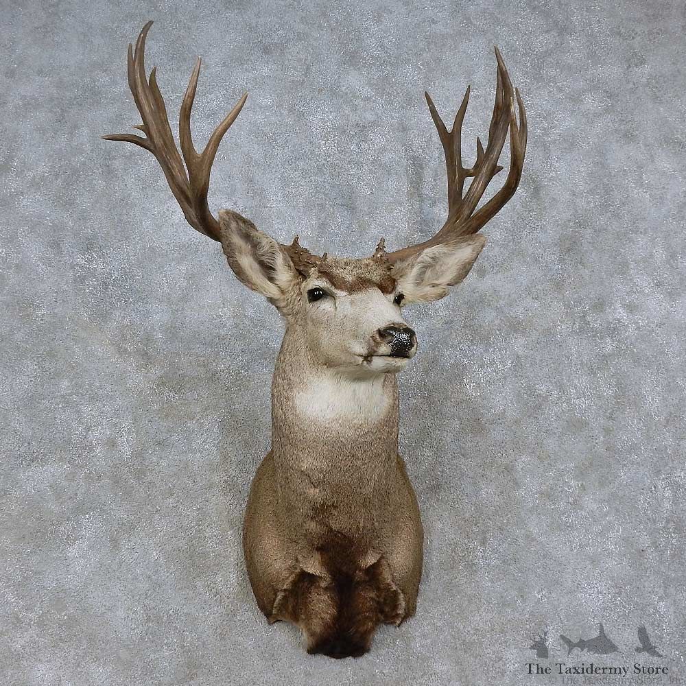 Mule Deer Shoulder Mount For Sale #15720 @ The Taxidermy Store