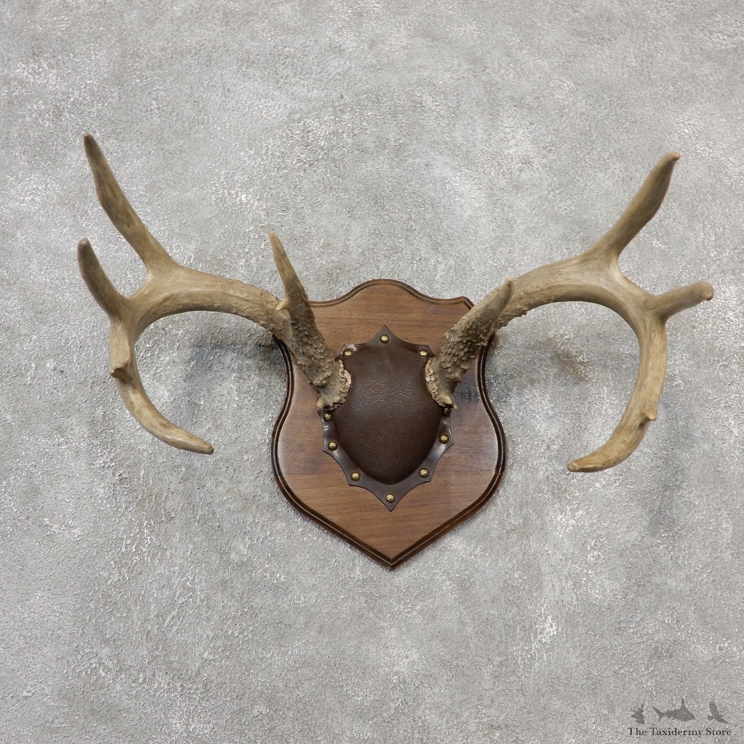 Whitetail Deer Antler Plaque Mount For Sale #19114 @ The Taxidermy Store