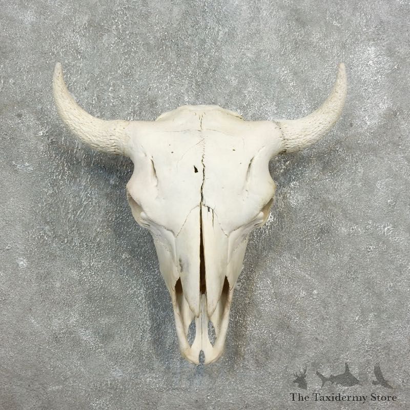 Buffalo Bison Skull Mount For Sale #17703 @ The Taxidermy Store