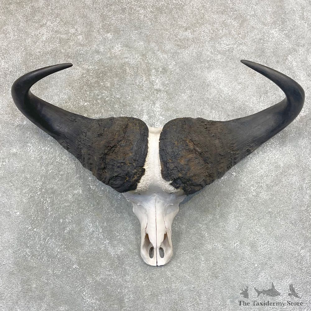 Cape Buffalo Skull Taxidermy Mount For Sale #24914 For Sale @ The Taxidermy Store