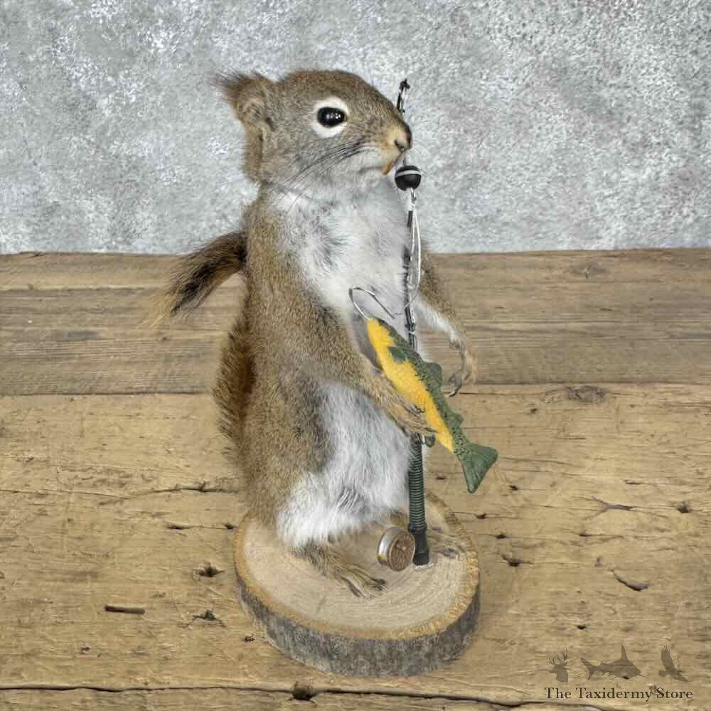 Fishing Red Pine Squirrel Novelty Mount For Sale #31617 @ The Taxidermy Store