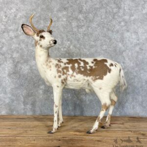 Piebald Whitetail Deer Fawn Life-Size Mount For Sale #27750 - The Taxidermy Store