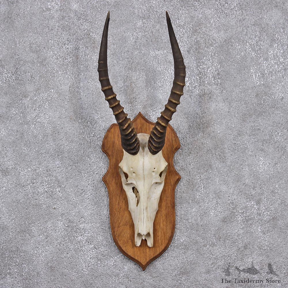 African Blesbok Skull & Horn European Taxidermy Mount #12554 For Sale @ The Taxidermy Store