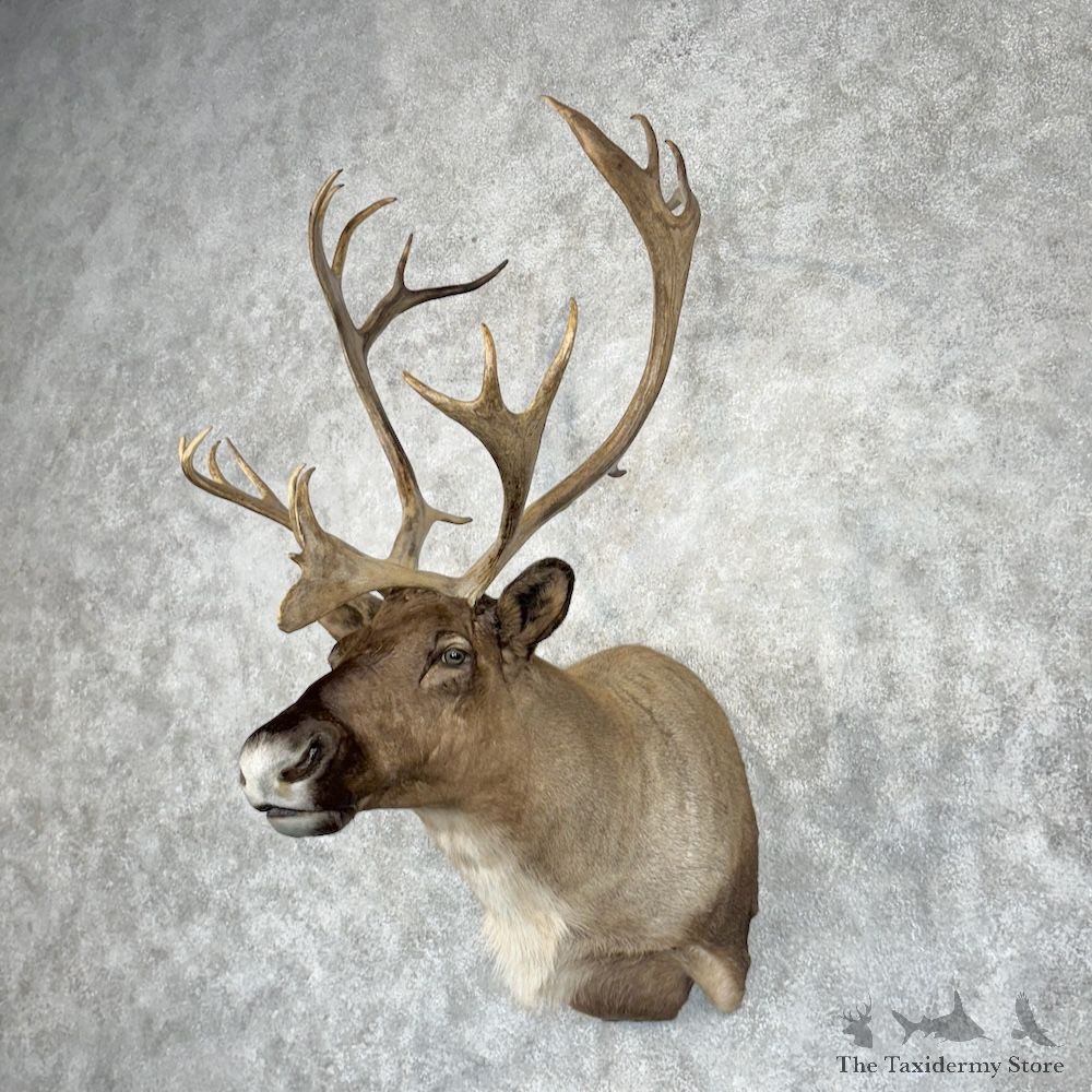 Barren Ground Caribou Shoulder Mount For Sale #29959 @ The Taxidermy Store