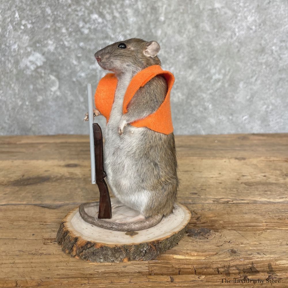 Hunting Rat Novelty Mount For Sale #26408 @ The Taxidermy Store