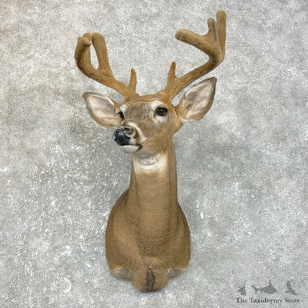 Whitetail Deer Shoulder Taxidermy Mount For Sale #25114 @ The Taxidermy Store.jpg