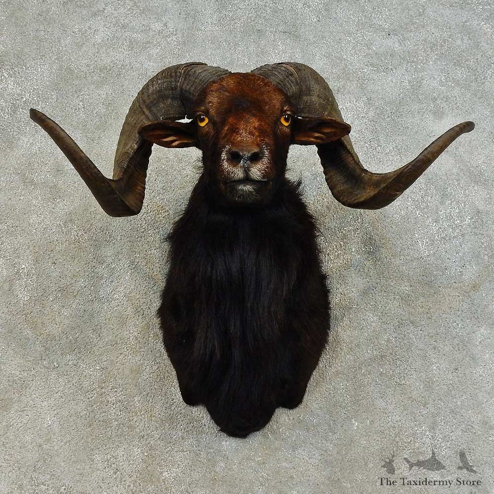 Corsican Ram Shoulder Mount For Sale #16457 @ The Taxidermy Store