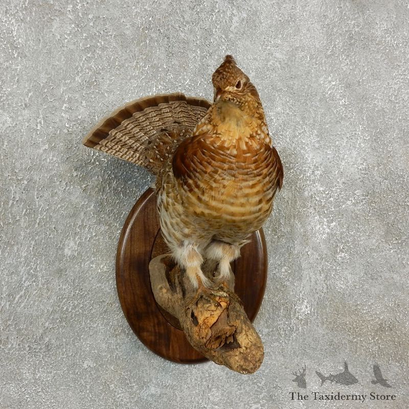 Ruffed Grouse Bird Mount For Sale #17741 @ The Taxidermy Store