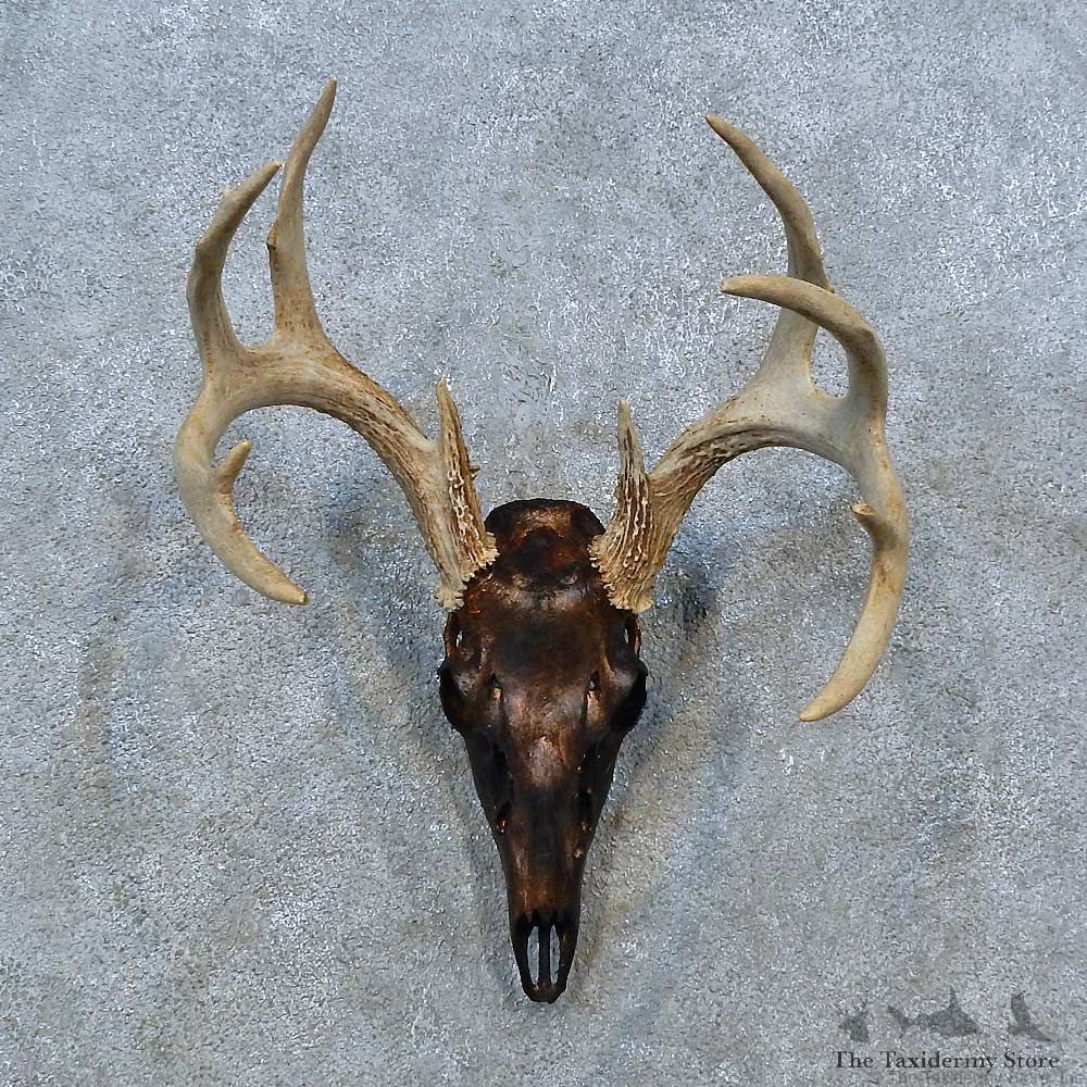 Whitetail Deer Skull Antler European Mount For Sale #15348 @ The Taxidermy Store