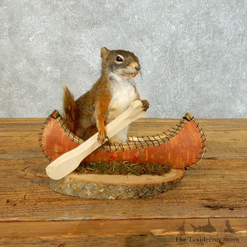 Canoe Red Squirrel Novelty Mount For Sale #18485 @ The Taxidermy Store