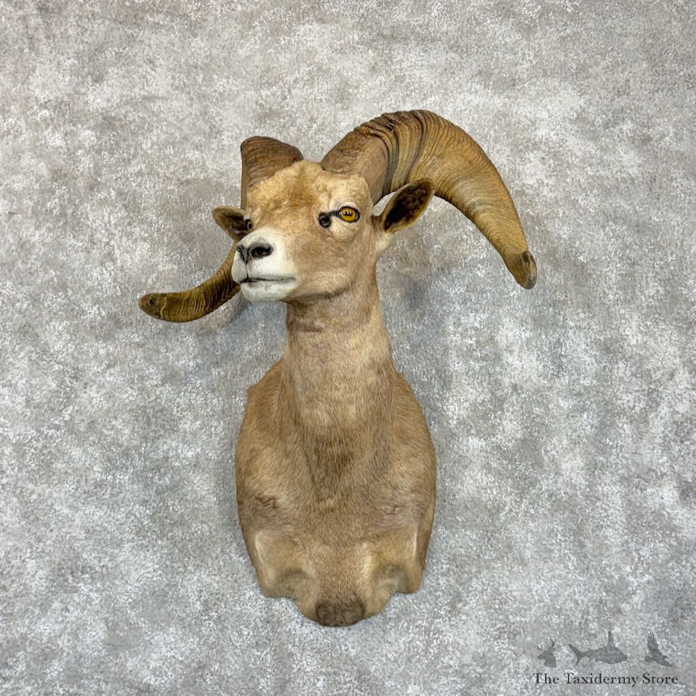 Nelson Desert Bighorn Sheep Shoulder Mount For Sale #29855 @ The Taxidermy Store