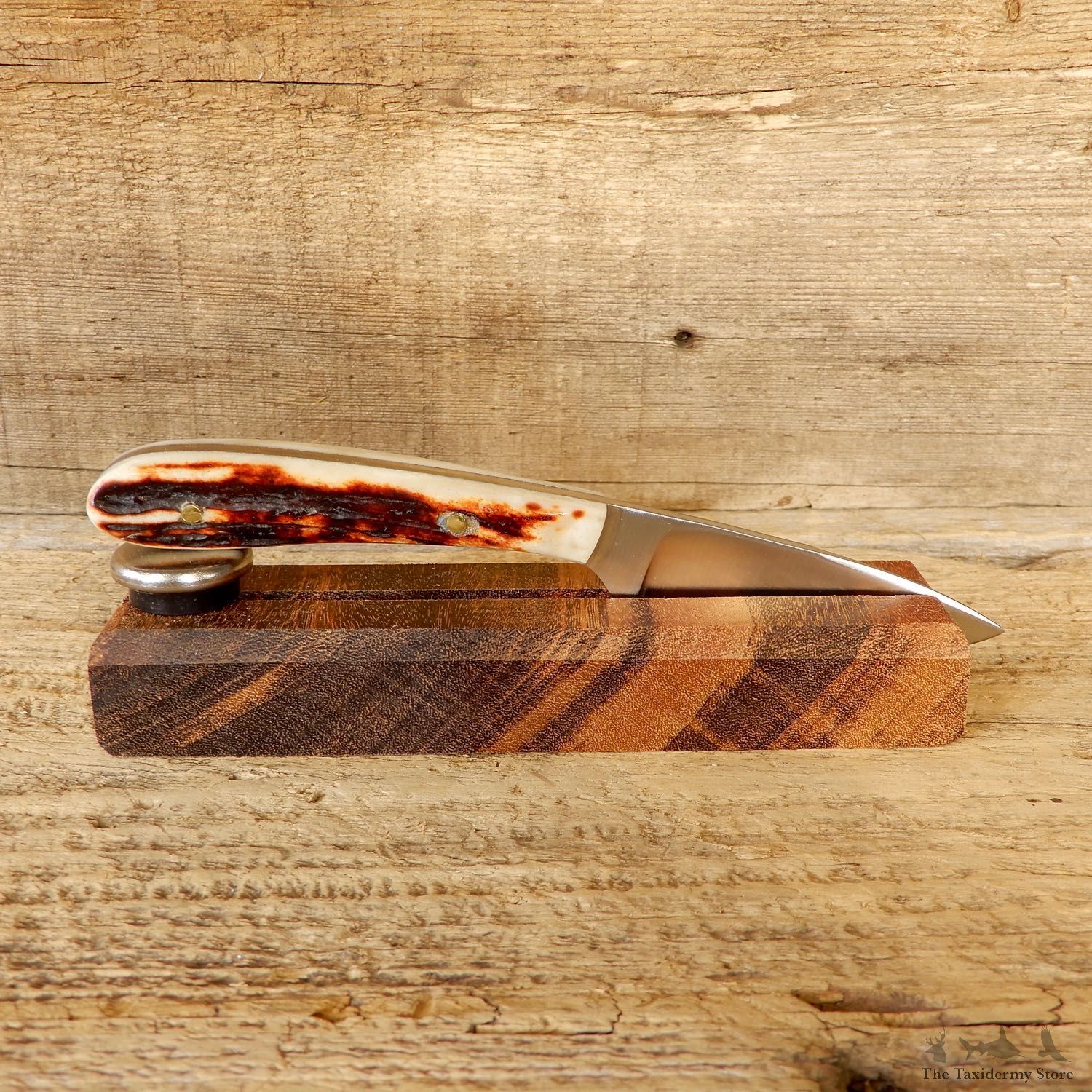 Mini Caper Caping Knife For Sale #19211 @ The Taxidermy Store