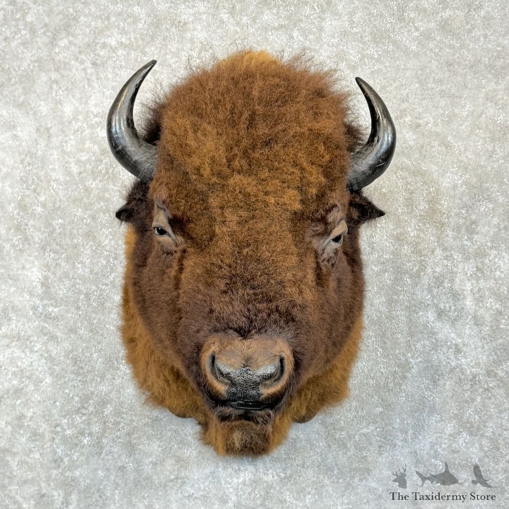 American Buffalo Bison Shoulder Mount For Sale #29841 @ The Taxidermy Store