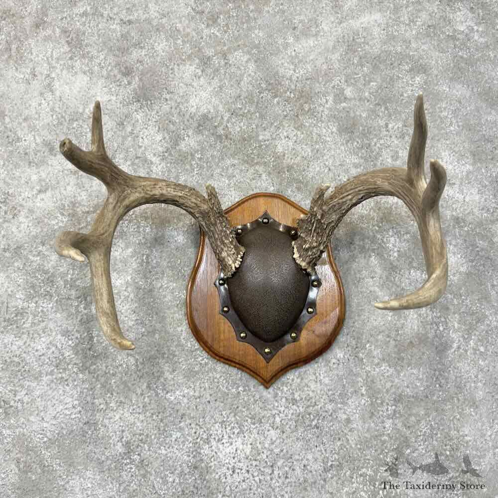 Whitetail Deer Antler Plaque Mount For Sale #30477 @ The Taxidermy Store