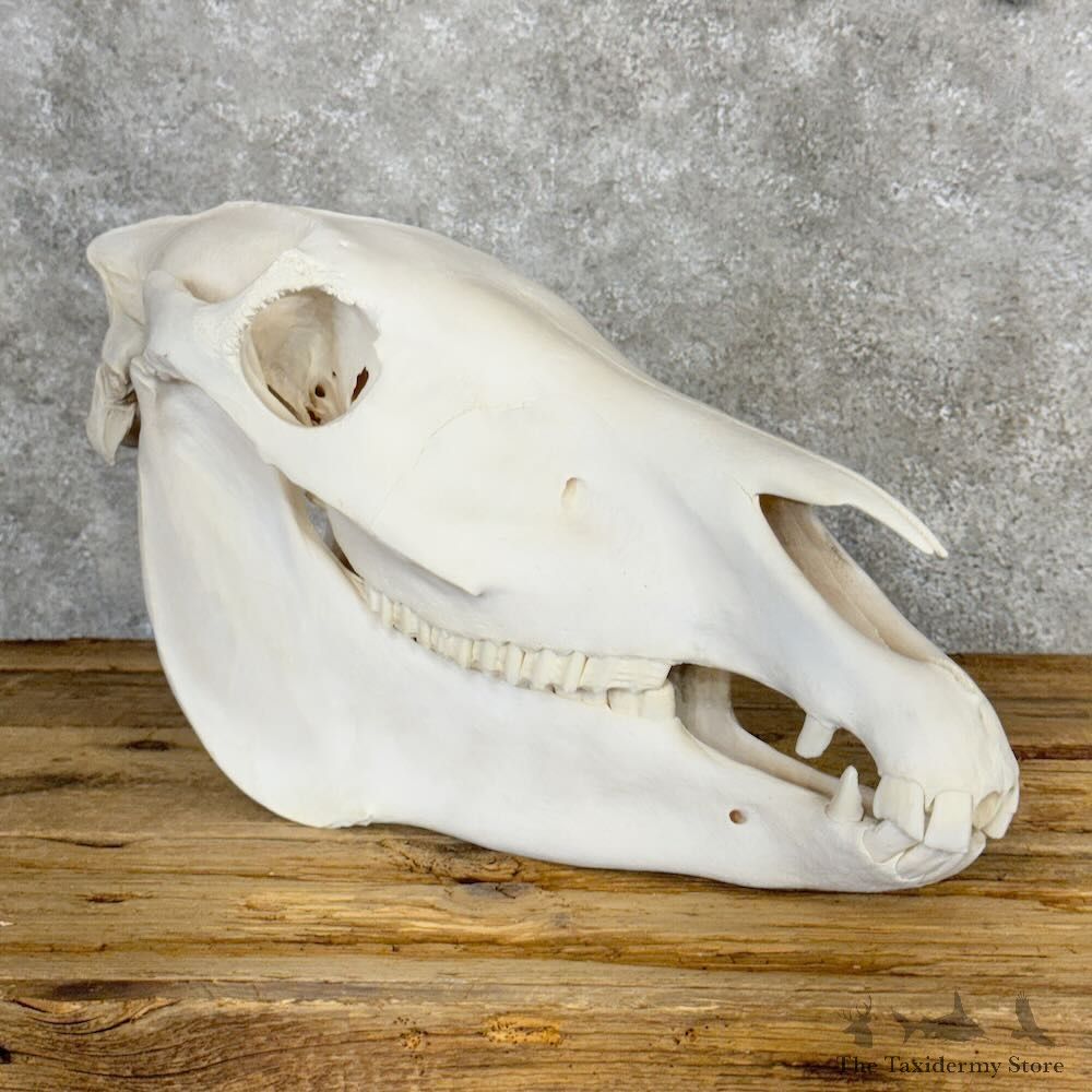 African Burchell's Zebra Skull Mount For Sale #28964 @ The Taxidermy Store