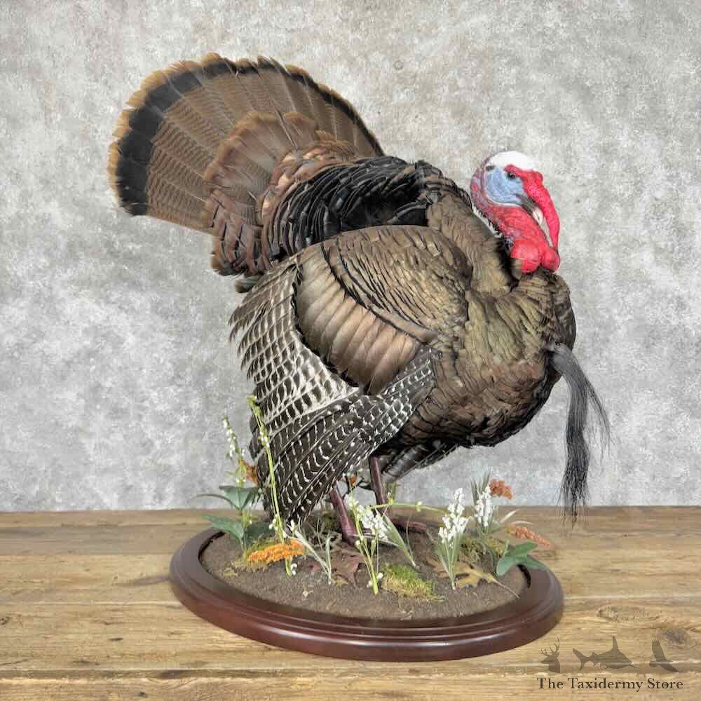 Osceola Turkey Bird Mount For Sale #31532 @ The Taxidermy Store