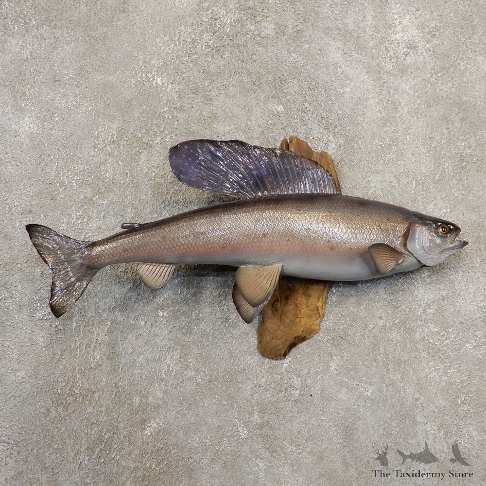Arctic Grayling Fish Mount For Sale #20858 @ The Taxidermy Store