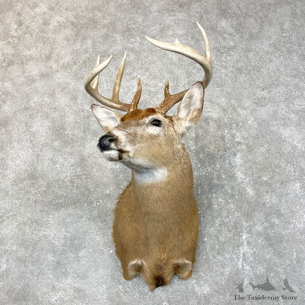 Whitetail Deer Shoulder Mount #24518 For Sale - The Taxidermy Store