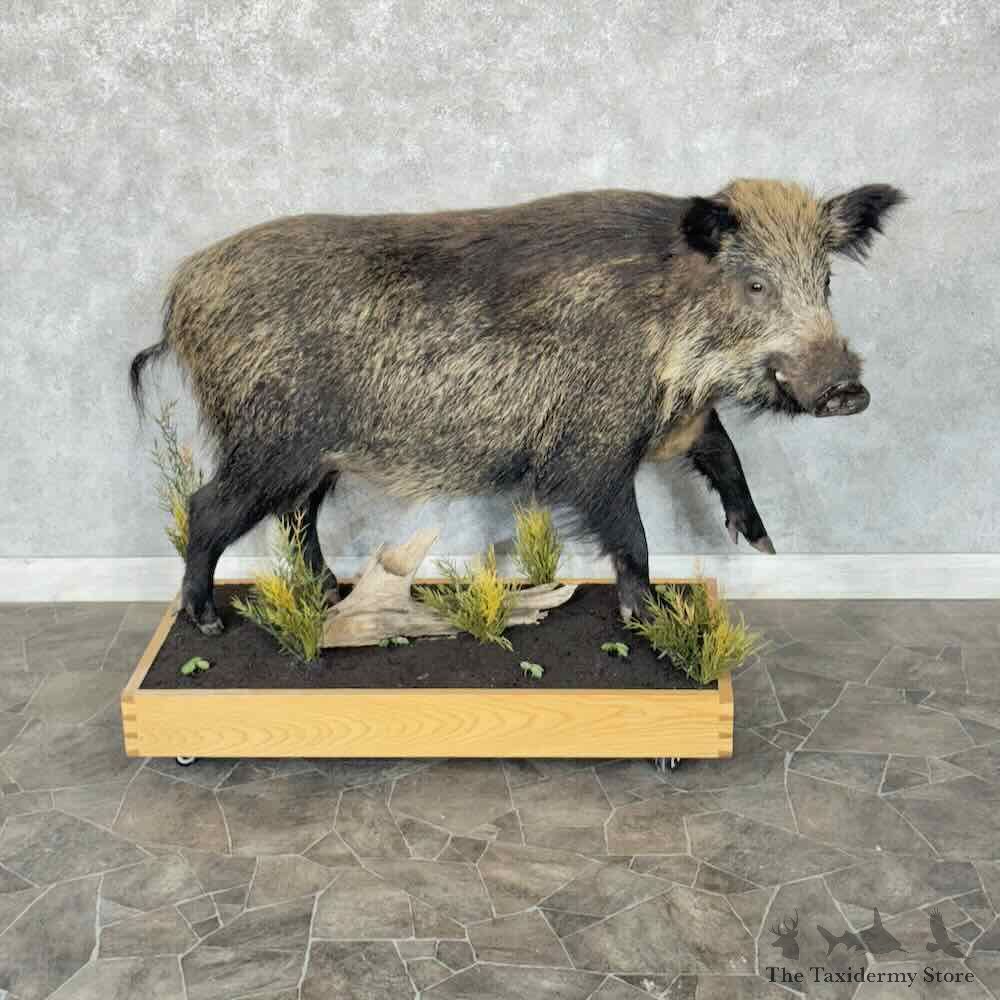 Wild Boar Life-Size Mount For Sale #30666 @ The Taxidermy Store
